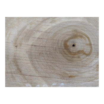 Plaster Orzecha Włoskiego 34x30x3cm