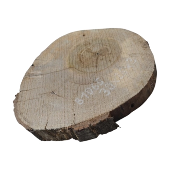 Plaster Orzecha Włoskiego 30x26x3cm