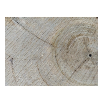 Plaster Orzecha Włoskiego 30x26x3cm