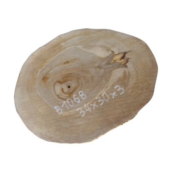 Plaster Orzecha Włoskiego 34x30x3cm