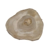 Plaster Orzecha Włoskiego 39x34x3cm