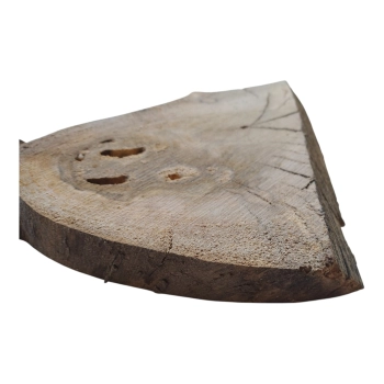 Plaster Orzecha Włoskiego 58x26x3cm