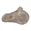 Plaster Orzecha Włoskiego 55x35x3cm