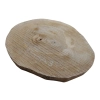 Plaster Orzecha Włoskiego 35x32x3cm