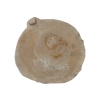 Plaster Orzecha Włoskiego 34x32x3cm