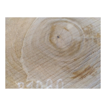 Plaster Orzecha Włoskiego 34x32x3cm