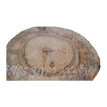 Plaster Orzecha Włoskiego 30x28x3,5cm