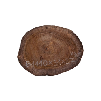 Plaster Orzecha Włoskiego 31x27x3,5cm