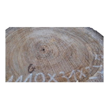 Plaster Orzecha Włoskiego 31x27x3,5cm