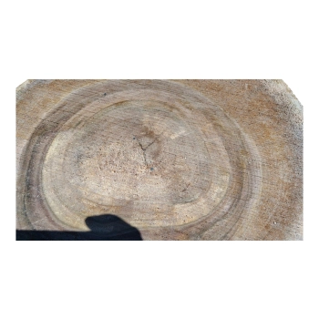 Plaster Orzecha Włoskiego 35x32x3,5cm