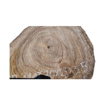 Plaster Orzecha Włoskiego 30x29x3,5cm