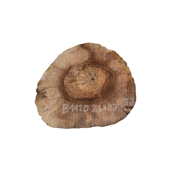 Plaster Orzecha Włoskiego 26x27x3,5cm