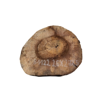 Plaster Orzecha Włoskiego 26x27x5cm