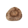 Plaster Orzecha Włoskiego 27x27x3,5cm
