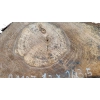 Plaster Orzecha Włoskiego 43x26x3,5cm