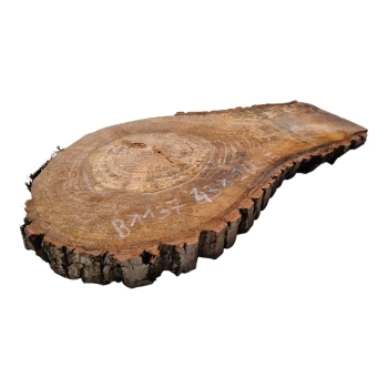 Plaster Orzecha Włoskiego 43x26x3,5cm