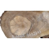 Plaster Orzecha Włoskiego 44x24x3cm