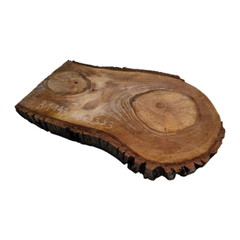 Plaster Orzecha Włoskiego 46x23x3cm