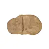 Plaster Jawora 41x25x3,5cm