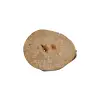 Plaster Jawora 31x25x3cm