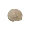 Plaster Jawora 38x33x5cm