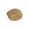 Plaster Jawora 31x26x3,5cm