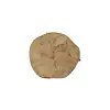 Plaster Jawora 29x27x4cm