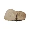 Plaster Jawora 56x35x5cm