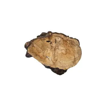 Plaster Orzecha Włoskiego 82x63x9cm