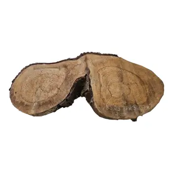 Plaster Orzecha Włoskiego 77x30/37x7cm