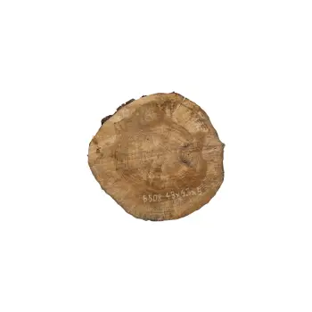 Plaster Orzecha Włoskiego 43x43x5cm