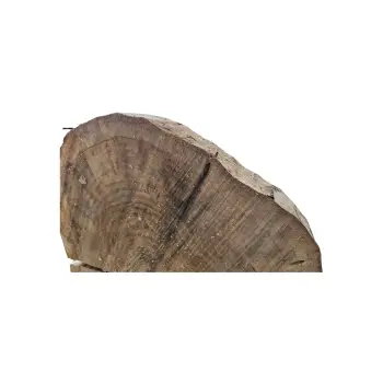 Plaster Orzecha Włoskiego 42x41x6cm