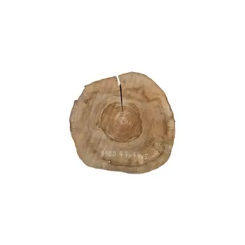 Plaster Orzecha Włoskiego 44x44x5cm