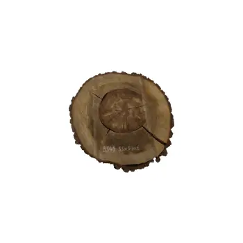 Plaster Orzecha Włoskiego 56x53x6cm