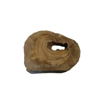 Plaster Orzecha Włoskiego 50x37x5cm