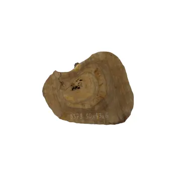 Plaster Orzecha Włoskiego 50x43x6cm
