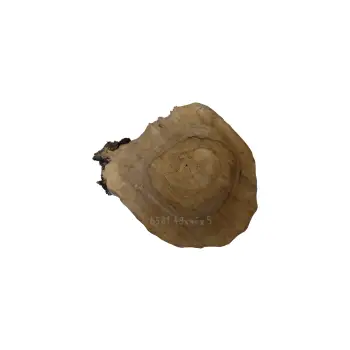 Plaster Orzecha Włoskiego 48x46x5cm