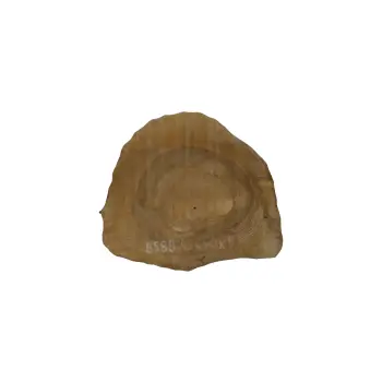 Plaster Orzecha Włoskiego 43x40x5cm