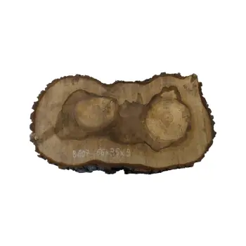 Plaster Orzecha Włoskiego 66x35x9cm