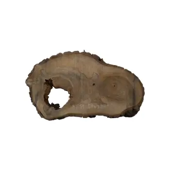 Plaster Orzecha Włoskiego 59x33x7,5cm