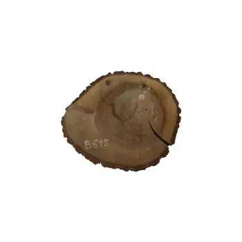 Plaster Orzecha Włoskiego 39x32x4cm