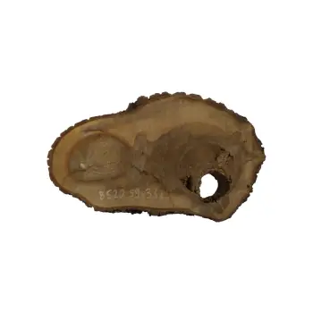 Plaster Orzecha Włoskiego 59x33x5cm