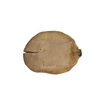 Plaster Dębowy 72x58x8cm Dąb