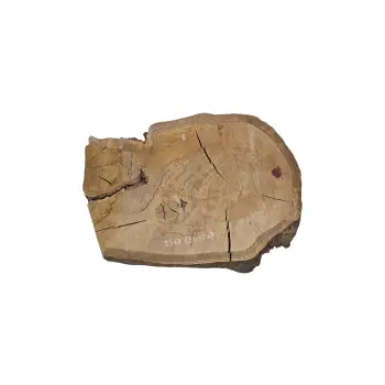 Plaster Dębowy 69x50x7cm Dąb