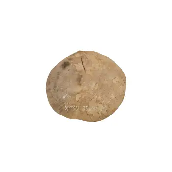 Plaster Jawora 35x32x4cm