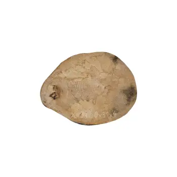 Plaster Jawora 40x31x4cm
