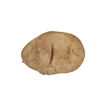 Plaster Jawora 37x26x4cm