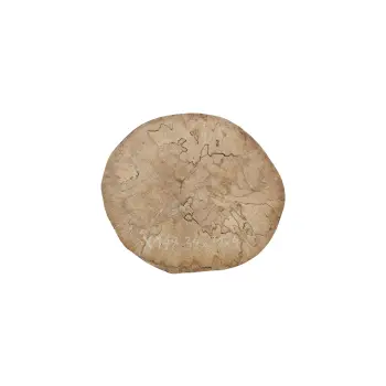 Plaster Jawora 34x31x4cm