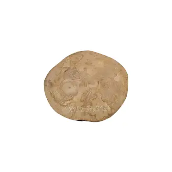 Plaster Jawora 37x31x4cm