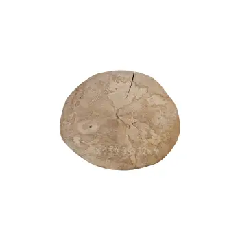 Plaster Jawora 36x32x4cm